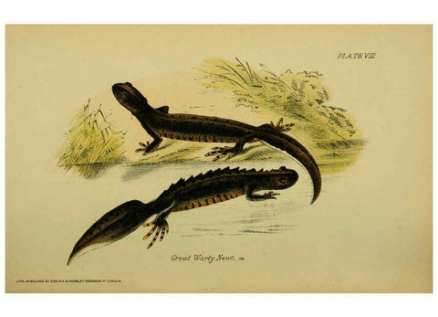 Reproducción/Reproduction 6298197743: Our reptiles and batrachians London,W. H. Allen & co., limited,1893