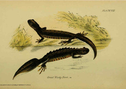 Reproducción/Reproduction 6298197743: Our reptiles and batrachians London,W. H. Allen & co., limited,1893