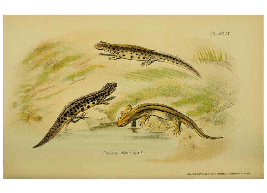 Reproducción/Reproduction 6298729488: Our reptiles and batrachians London,W. H. Allen & co., limited,1893