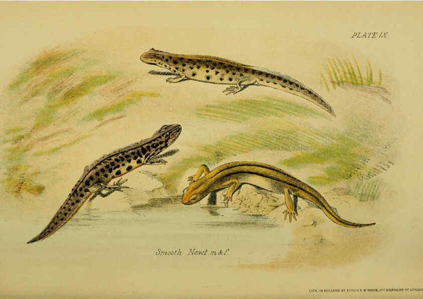 Reproducción/Reproduction 6298729488: Our reptiles and batrachians London,W. H. Allen & co., limited,1893