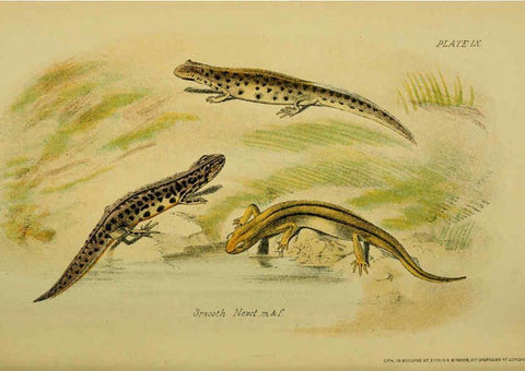 Reproducción/Reproduction 6298729488: Our reptiles and batrachians London,W. H. Allen & co., limited,1893