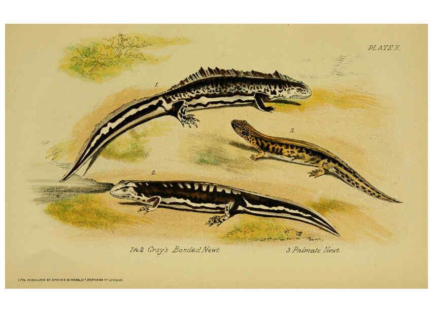 Reproducción/Reproduction 6298729802: Our reptiles and batrachians London,W. H. Allen & co., limited,1893