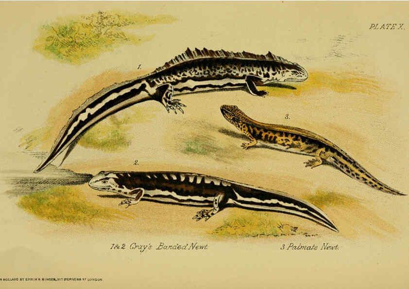 Reproducción/Reproduction 6298729802: Our reptiles and batrachians London,W. H. Allen & co., limited,1893