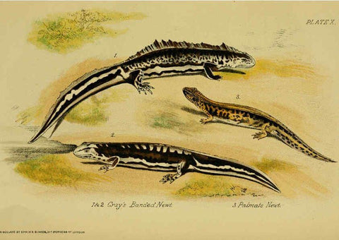 Reproducción/Reproduction 6298729802: Our reptiles and batrachians London,W. H. Allen & co., limited,1893