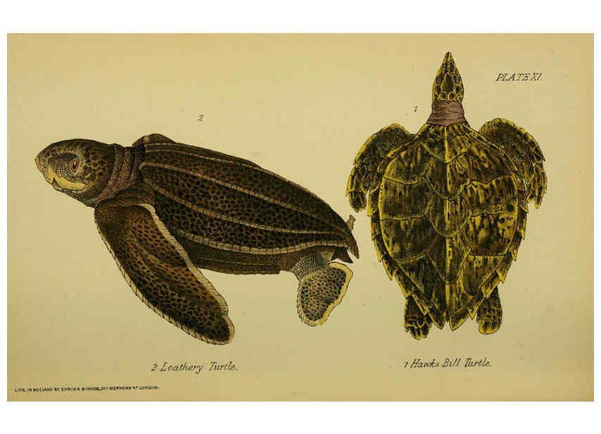 Reproducción/Reproduction 6298198695: Our reptiles and batrachians London,W. H. Allen & co., limited,1893
