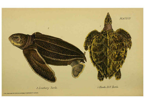 Reproducción/Reproduction 6298198695: Our reptiles and batrachians London,W. H. Allen & co., limited,1893