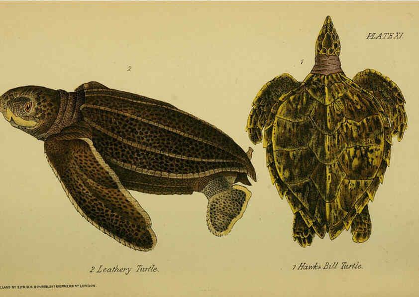 Reproducción/Reproduction 6298198695: Our reptiles and batrachians London,W. H. Allen & co., limited,1893