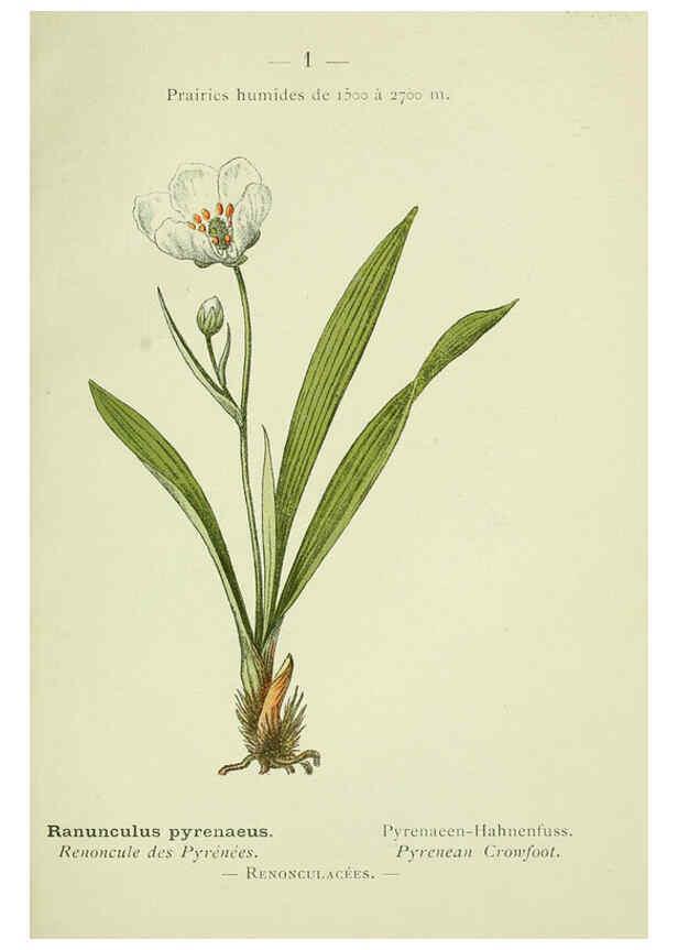 Reproducción/Reproduction 6298260083: Nouvelle flore coloriée de poche des Alpes et des Pyrénées. v.1. Paris,Klincksieck,1906-1912