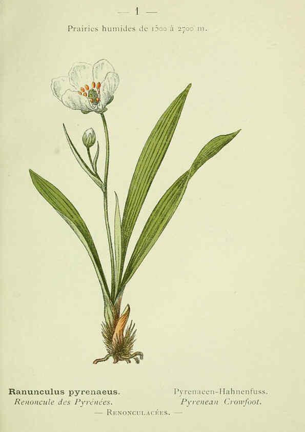 Reproducción/Reproduction 6298260083: Nouvelle flore coloriée de poche des Alpes et des Pyrénées. v.1. Paris,Klincksieck,1906-1912