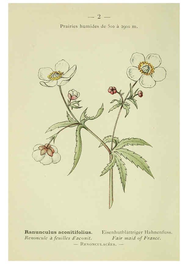 Reproducción/Reproduction 6298791448: Nouvelle flore coloriée de poche des Alpes et des Pyrénées. v.1. Paris,Klincksieck,1906-1912