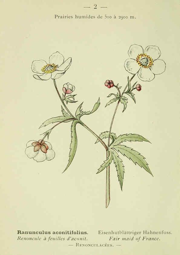 Reproducción/Reproduction 6298791448: Nouvelle flore coloriée de poche des Alpes et des Pyrénées. v.1. Paris,Klincksieck,1906-1912