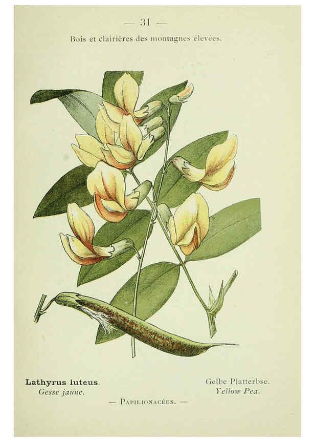 Reproducción/Reproduction 6298801184: Nouvelle flore coloriée de poche des Alpes et des Pyrénées. v.1. Paris,Klincksieck,1906-1912