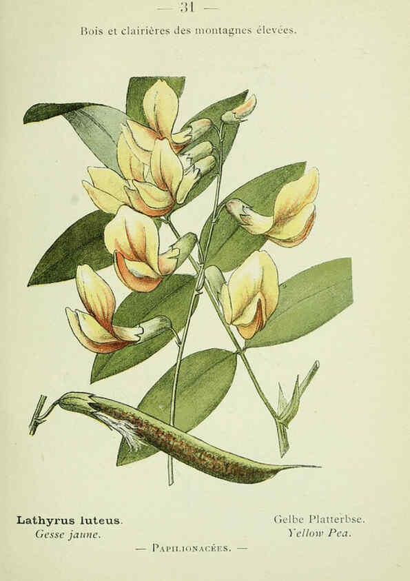 Reproducción/Reproduction 6298801184: Nouvelle flore coloriée de poche des Alpes et des Pyrénées. v.1. Paris,Klincksieck,1906-1912