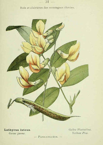 Reproducción/Reproduction 6298801184: Nouvelle flore coloriée de poche des Alpes et des Pyrénées. v.1. Paris,Klincksieck,1906-1912