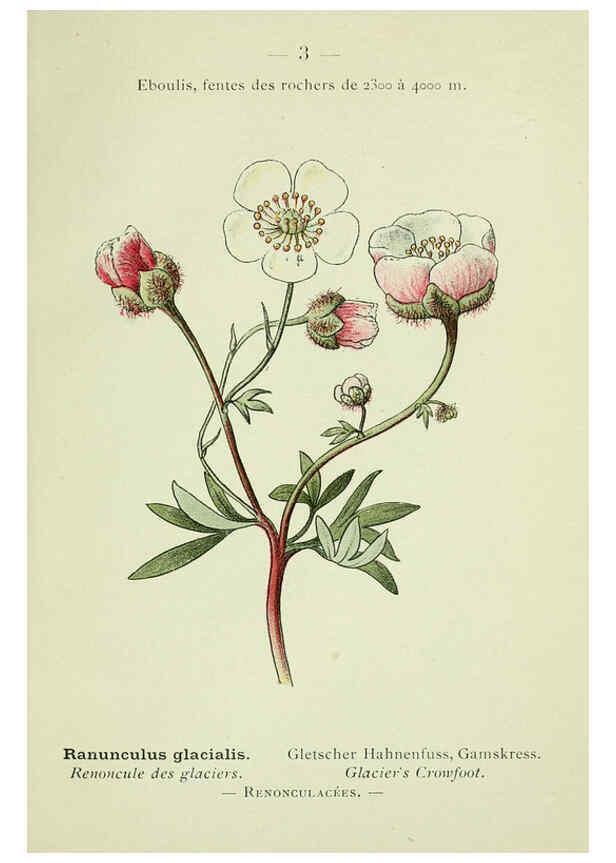 Reproducción/Reproduction 6298791700: Nouvelle flore coloriée de poche des Alpes et des Pyrénées. v.1. Paris,Klincksieck,1906-1912