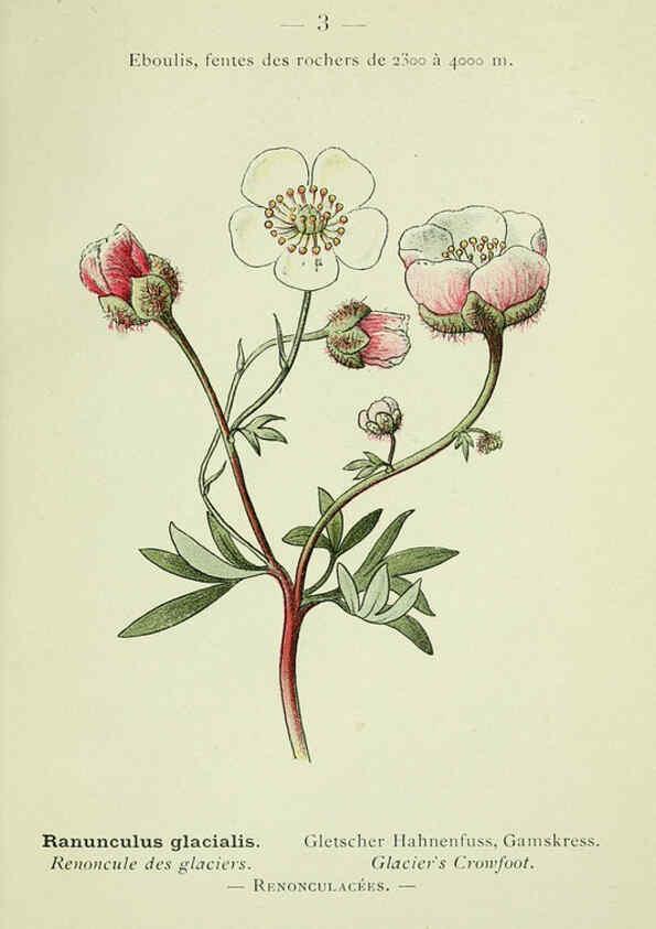 Reproducción/Reproduction 6298791700: Nouvelle flore coloriée de poche des Alpes et des Pyrénées. v.1. Paris,Klincksieck,1906-1912