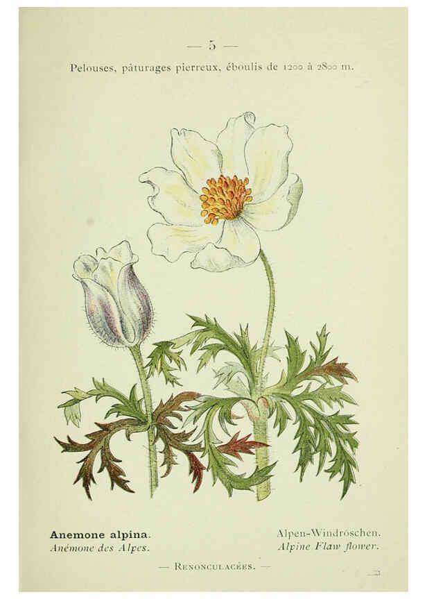 Reproducción/Reproduction 6298261457: Nouvelle flore coloriée de poche des Alpes et des Pyrénées. v.1. Paris,Klincksieck,1906-1912