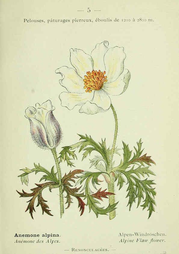 Reproducción/Reproduction 6298261457: Nouvelle flore coloriée de poche des Alpes et des Pyrénées. v.1. Paris,Klincksieck,1906-1912
