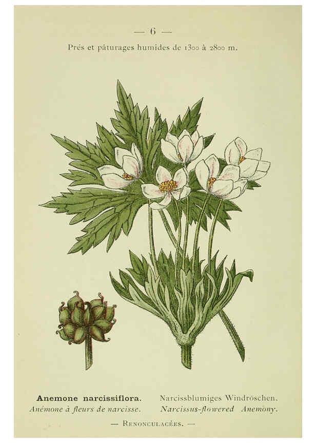 Reproducción/Reproduction 6298261825: Nouvelle flore coloriée de poche des Alpes et des Pyrénées. v.1. Paris,Klincksieck,1906-1912