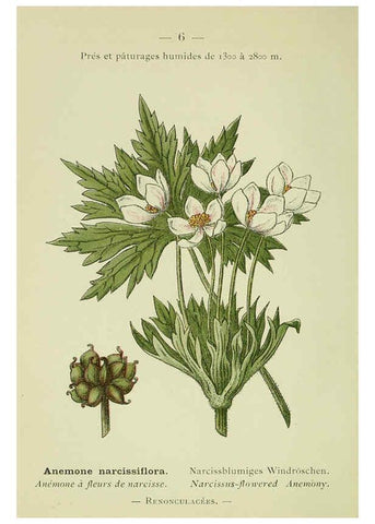 Reproducción/Reproduction 6298261825: Nouvelle flore coloriée de poche des Alpes et des Pyrénées. v.1. Paris,Klincksieck,1906-1912