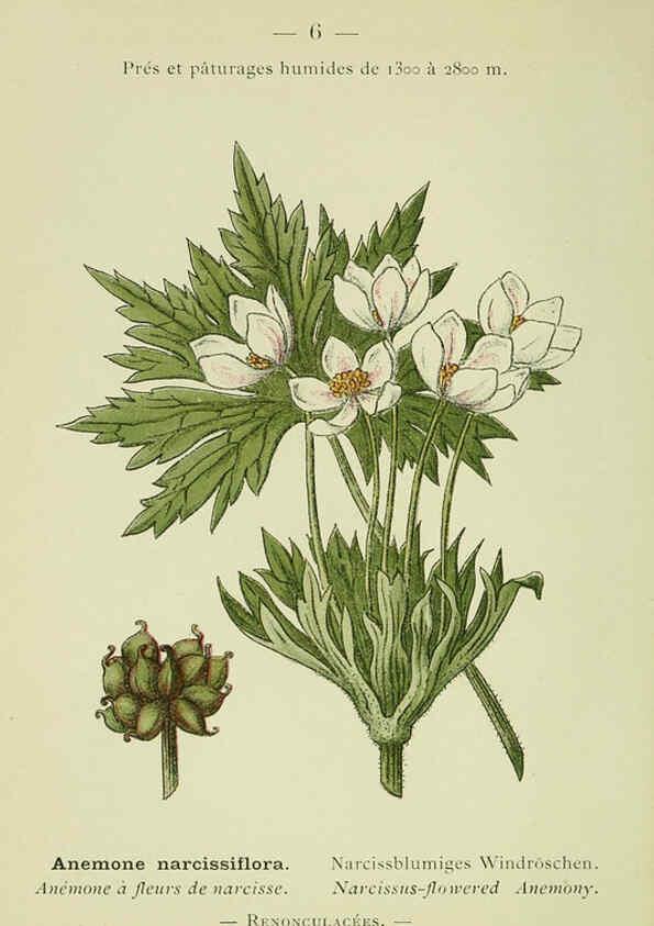 Reproducción/Reproduction 6298261825: Nouvelle flore coloriée de poche des Alpes et des Pyrénées. v.1. Paris,Klincksieck,1906-1912
