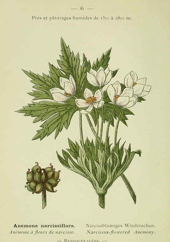 Reproducción/Reproduction 6298261825: Nouvelle flore coloriée de poche des Alpes et des Pyrénées. v.1. Paris,Klincksieck,1906-1912