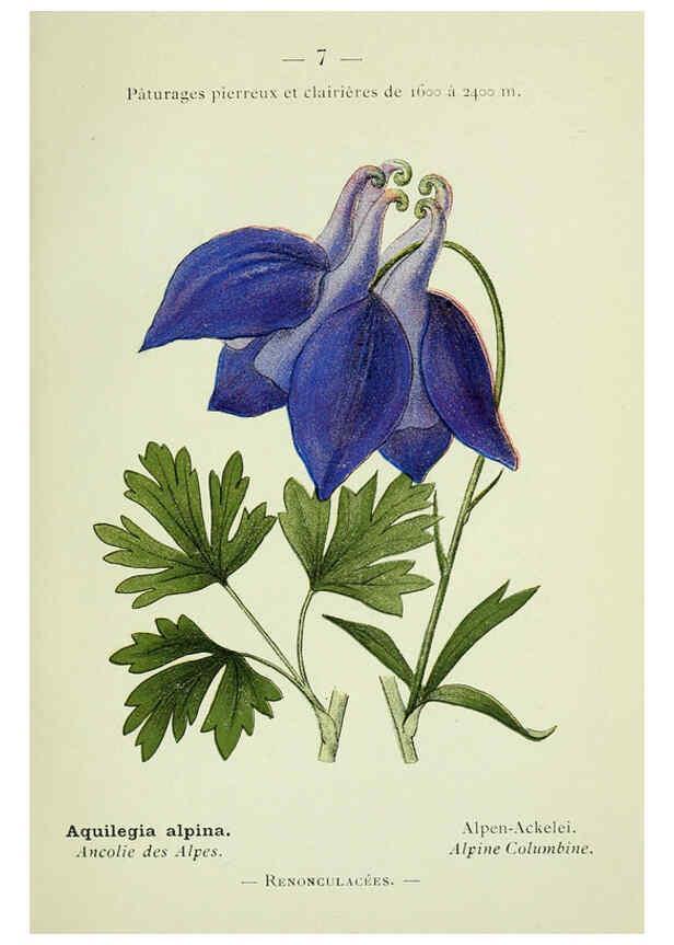 Reproducción/Reproduction 6298262149: Nouvelle flore coloriée de poche des Alpes et des Pyrénées. v.1. Paris,Klincksieck,1906-1912