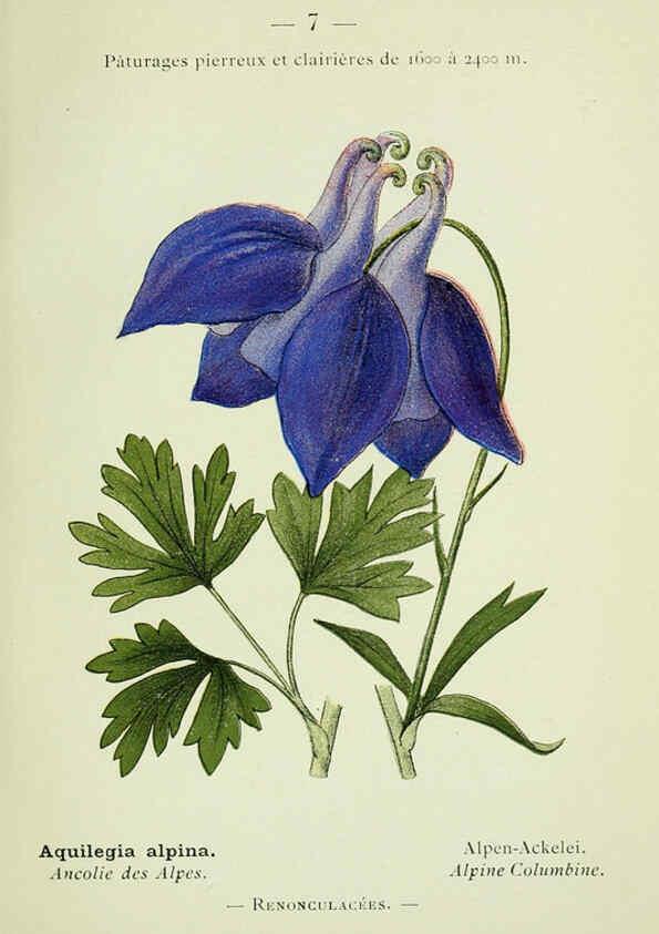 Reproducción/Reproduction 6298262149: Nouvelle flore coloriée de poche des Alpes et des Pyrénées. v.1. Paris,Klincksieck,1906-1912