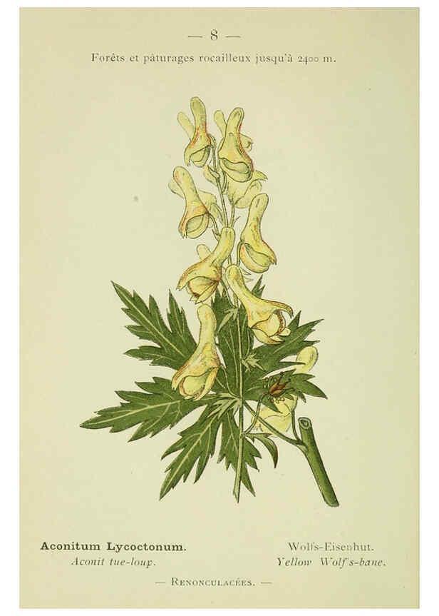 Reproducción/Reproduction 6298262471: Nouvelle flore coloriée de poche des Alpes et des Pyrénées. v.1. Paris,Klincksieck,1906-1912