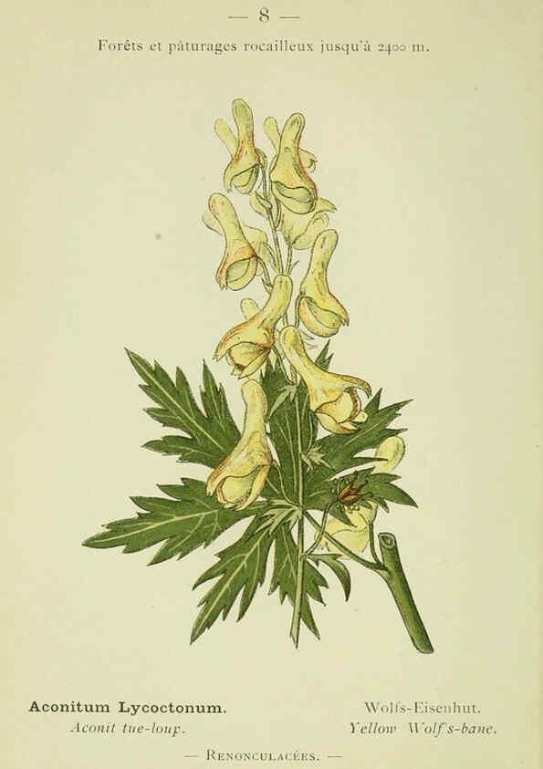 Reproducción/Reproduction 6298262471: Nouvelle flore coloriée de poche des Alpes et des Pyrénées. v.1. Paris,Klincksieck,1906-1912