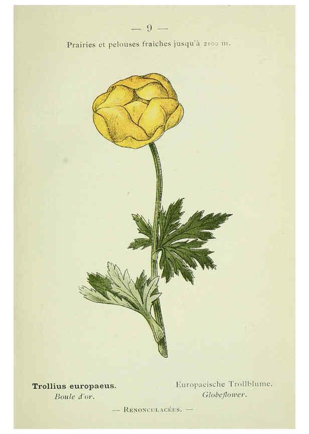 Reproducción/Reproduction 6298262845: Nouvelle flore coloriée de poche des Alpes et des Pyrénées. v.1. Paris,Klincksieck,1906-1912