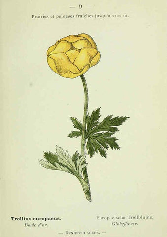 Reproducción/Reproduction 6298262845: Nouvelle flore coloriée de poche des Alpes et des Pyrénées. v.1. Paris,Klincksieck,1906-1912