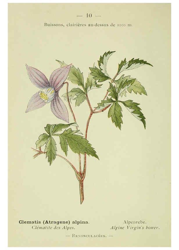 Reproducción/Reproduction 6298794208: Nouvelle flore coloriée de poche des Alpes et des Pyrénées. v.1. Paris,Klincksieck,1906-1912