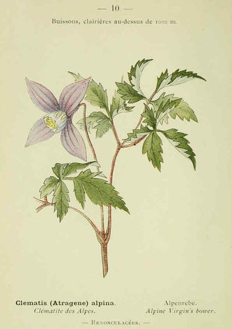 Reproducción/Reproduction 6298794208: Nouvelle flore coloriée de poche des Alpes et des Pyrénées. v.1. Paris,Klincksieck,1906-1912