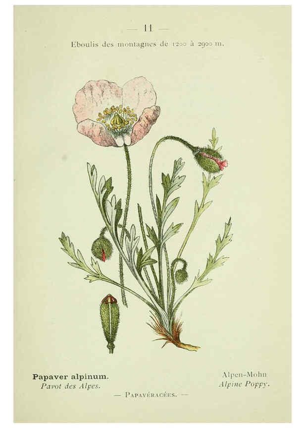 Reproducción/Reproduction 6298794510: Nouvelle flore coloriée de poche des Alpes et des Pyrénées. v.1. Paris,Klincksieck,1906-1912