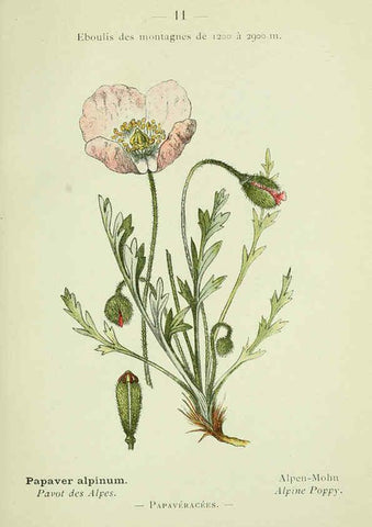 Reproducción/Reproduction 6298794510: Nouvelle flore coloriée de poche des Alpes et des Pyrénées. v.1. Paris,Klincksieck,1906-1912