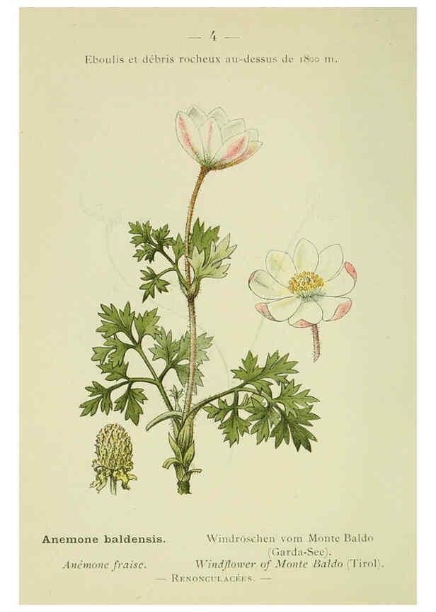 Reproducción/Reproduction 6298261175: Nouvelle flore coloriée de poche des Alpes et des Pyrénées. v.1. Paris,Klincksieck,1906-1912