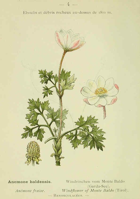 Reproducción/Reproduction 6298261175: Nouvelle flore coloriée de poche des Alpes et des Pyrénées. v.1. Paris,Klincksieck,1906-1912