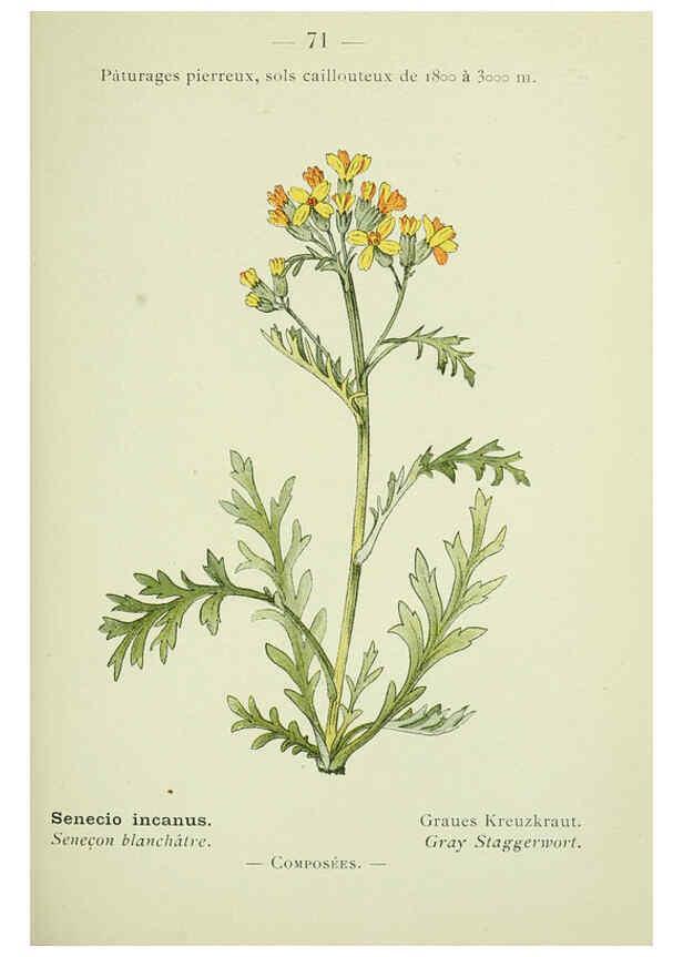 Reproducción/Reproduction 6298813330: Nouvelle flore coloriée de poche des Alpes et des Pyrénées. v.1. Paris,Klincksieck,1906-1912