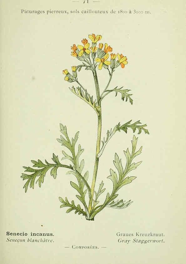 Reproducción/Reproduction 6298813330: Nouvelle flore coloriée de poche des Alpes et des Pyrénées. v.1. Paris,Klincksieck,1906-1912