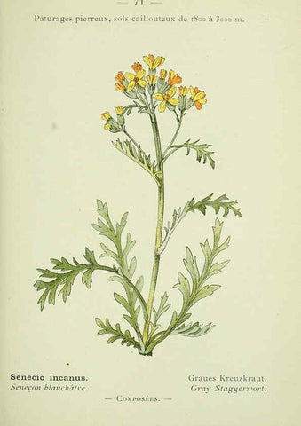 Reproducción/Reproduction 6298813330: Nouvelle flore coloriée de poche des Alpes et des Pyrénées. v.1. Paris,Klincksieck,1906-1912