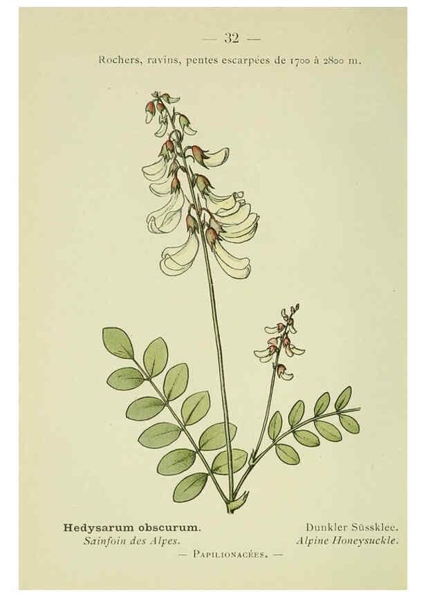 Reproducción/Reproduction 6298801758: Nouvelle flore coloriée de poche des Alpes et des Pyrénées. v.1. Paris,Klincksieck,1906-1912