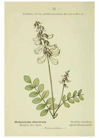 Reproducción/Reproduction 6298801758: Nouvelle flore coloriée de poche des Alpes et des Pyrénées. v.1. Paris,Klincksieck,1906-1912