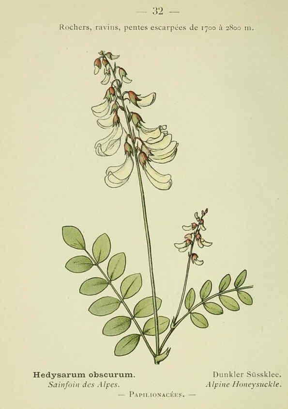 Reproducción/Reproduction 6298801758: Nouvelle flore coloriée de poche des Alpes et des Pyrénées. v.1. Paris,Klincksieck,1906-1912