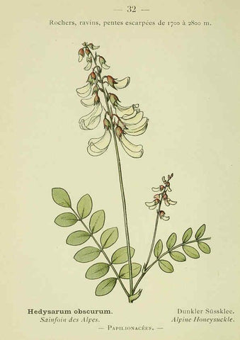 Reproducción/Reproduction 6298801758: Nouvelle flore coloriée de poche des Alpes et des Pyrénées. v.1. Paris,Klincksieck,1906-1912