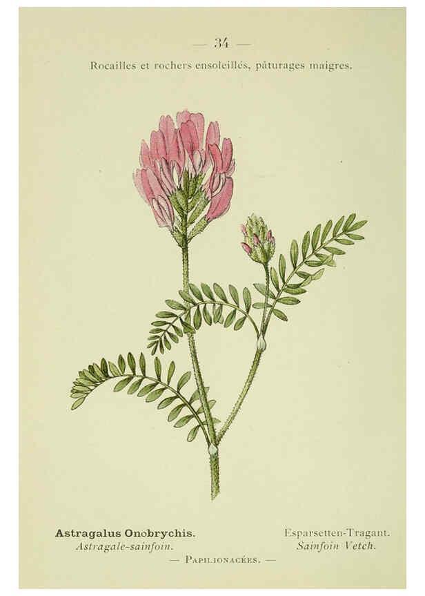 Reproducción/Reproduction 6298802258: Nouvelle flore coloriée de poche des Alpes et des Pyrénées. v.1. Paris,Klincksieck,1906-1912