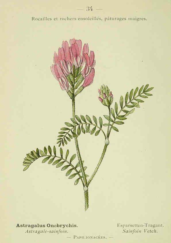 Reproducción/Reproduction 6298802258: Nouvelle flore coloriée de poche des Alpes et des Pyrénées. v.1. Paris,Klincksieck,1906-1912