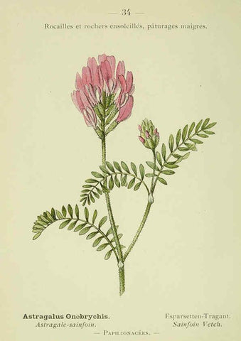 Reproducción/Reproduction 6298802258: Nouvelle flore coloriée de poche des Alpes et des Pyrénées. v.1. Paris,Klincksieck,1906-1912