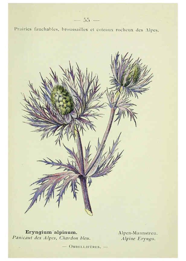 Reproducción/Reproduction 6298809024: Nouvelle flore coloriée de poche des Alpes et des Pyrénées. v.1. Paris,Klincksieck,1906-1912