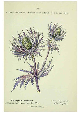 Reproducción/Reproduction 6298809024: Nouvelle flore coloriée de poche des Alpes et des Pyrénées. v.1. Paris,Klincksieck,1906-1912